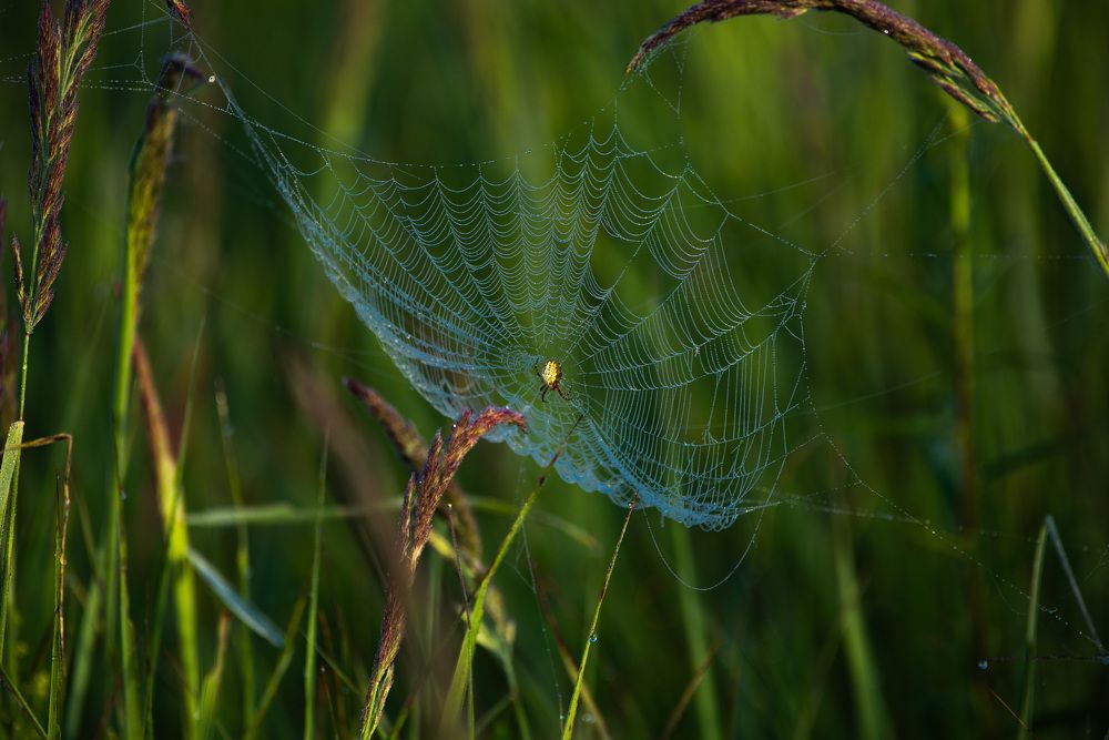 Photograph by Михаил Гулика