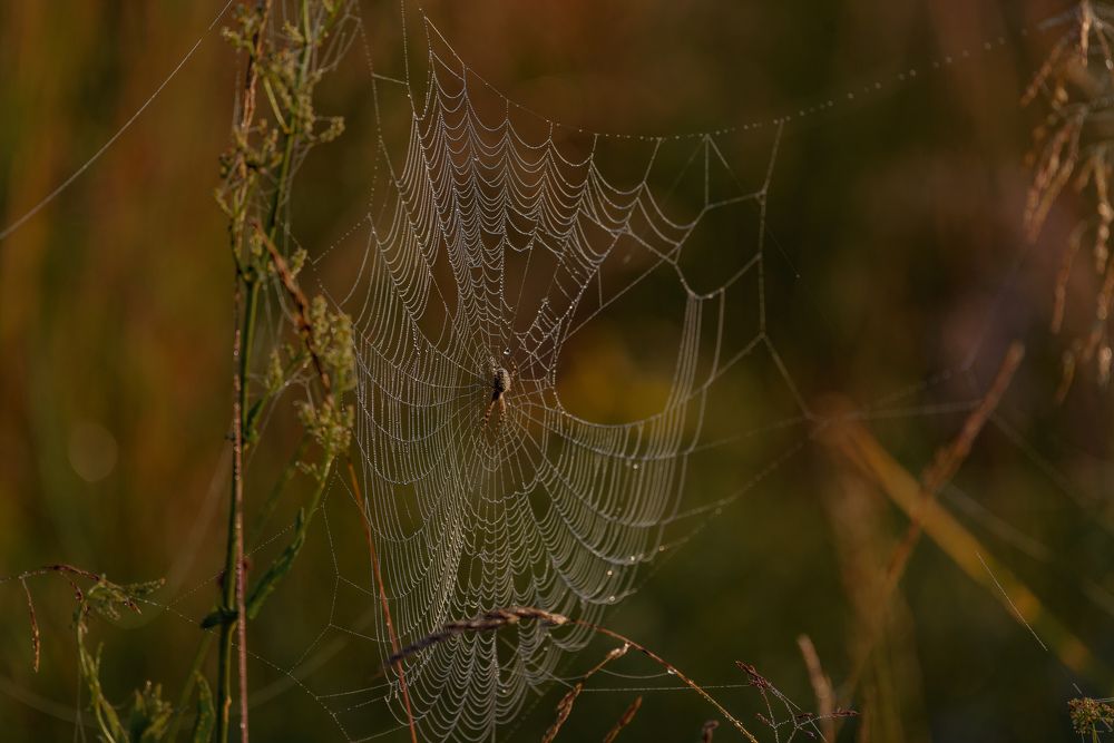 Photograph by Михаил Гулика