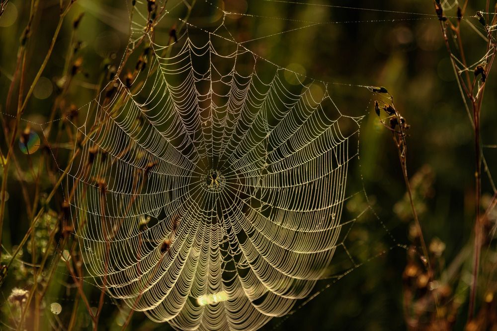 Photograph by Михаил Гулика