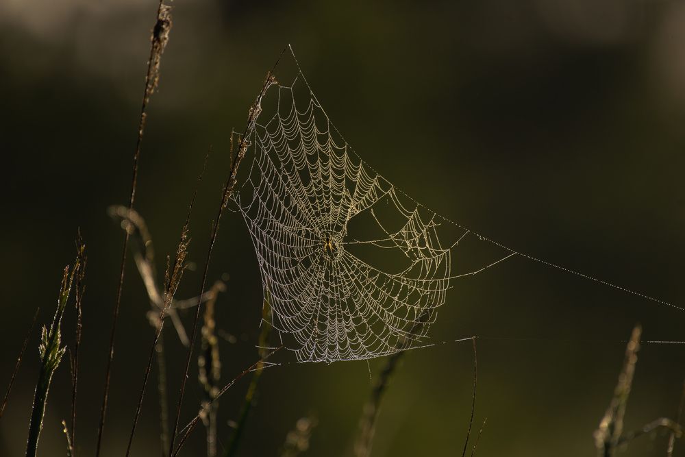 Photograph by Михаил Гулика