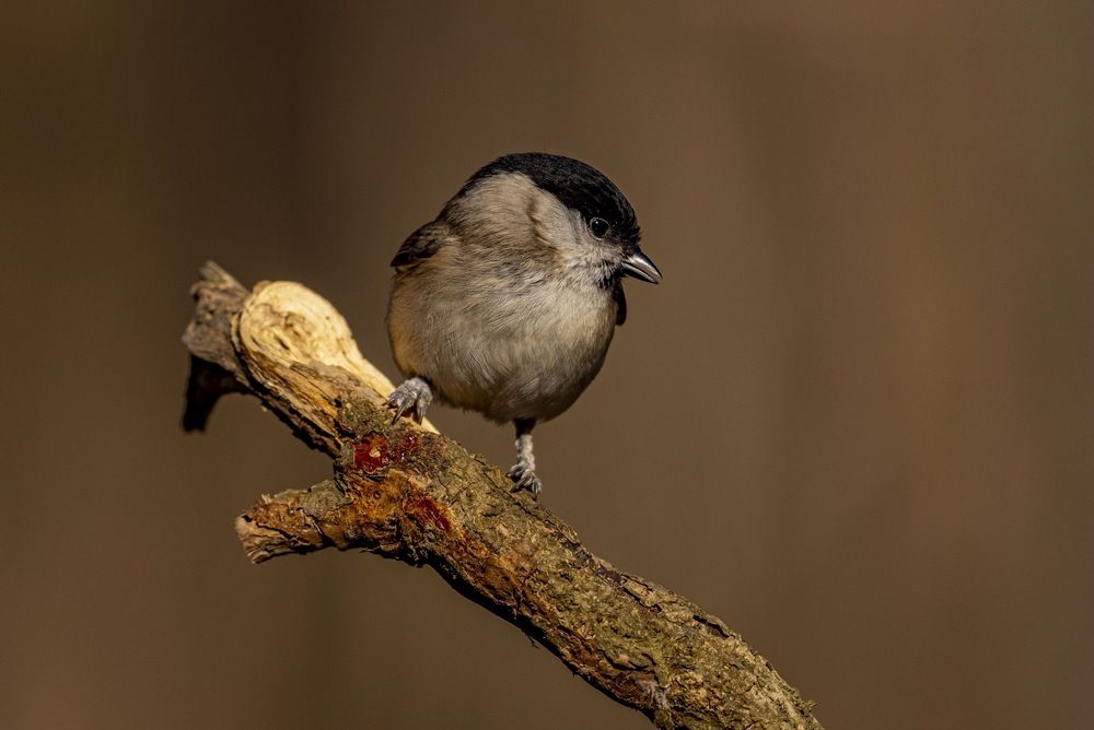 Photograph by Claudio GENNARI