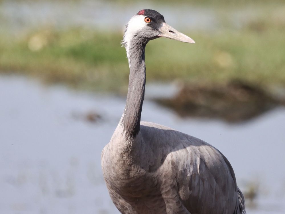 common crane