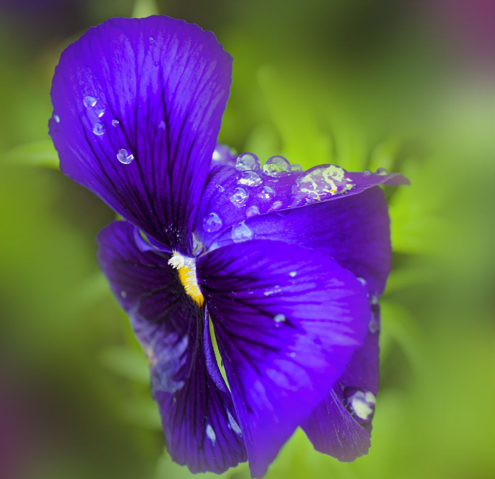 Photograph by Ольга Блохина