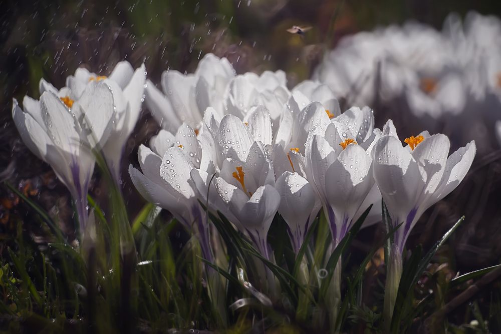 Photograph by Полина Васеева