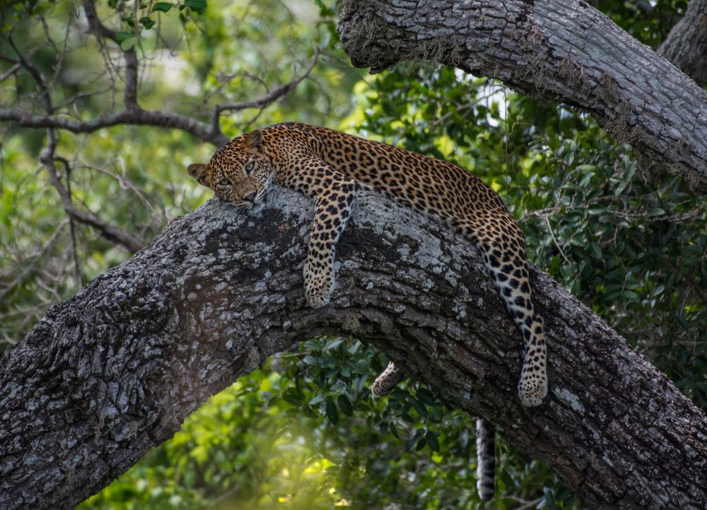 Photograph by CHAMINDA PUSHPAKUMARA
