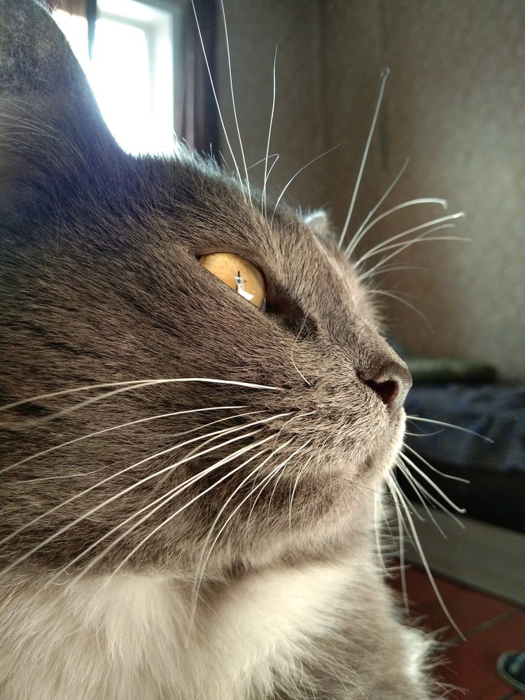 Photo #7209476