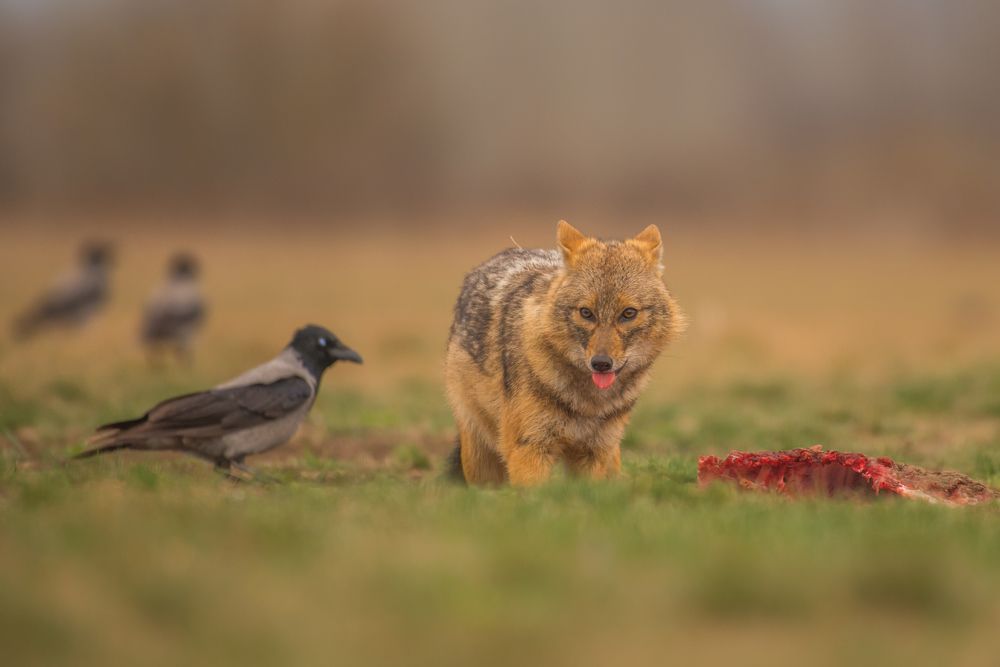 Photograph by Slavisa Tomanovic