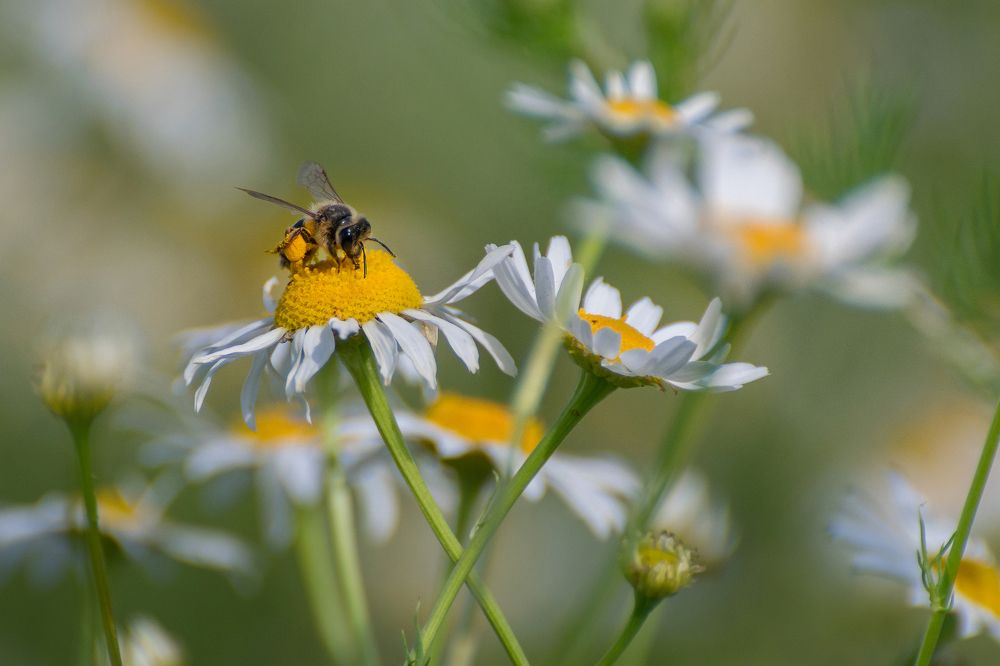 Photograph by Сипаева Катерина
