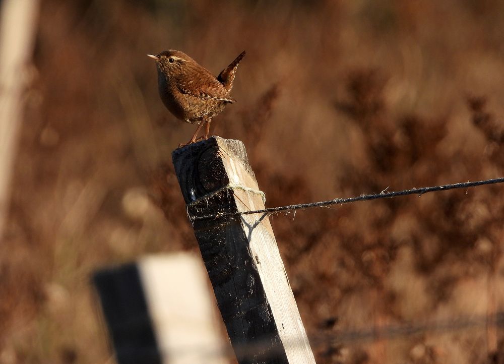 Крапивник (Troglodytes troglodytes, Eurasian wren)