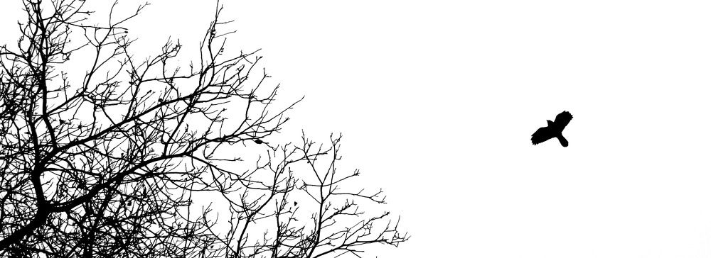 Полёт ворондора над несуществующим гнездом кукушки