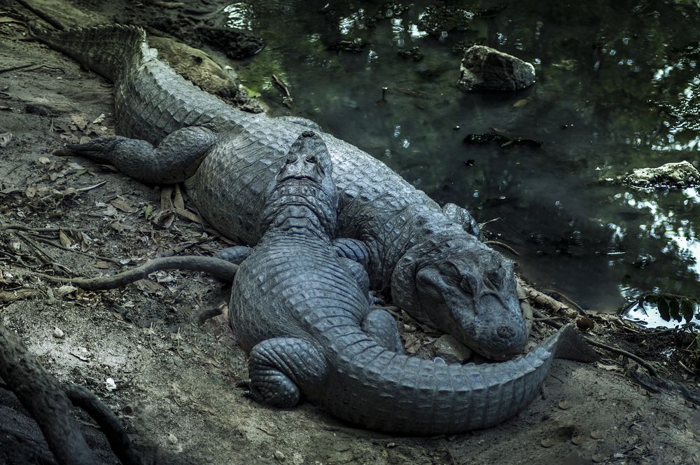 The broad-snouted caiman