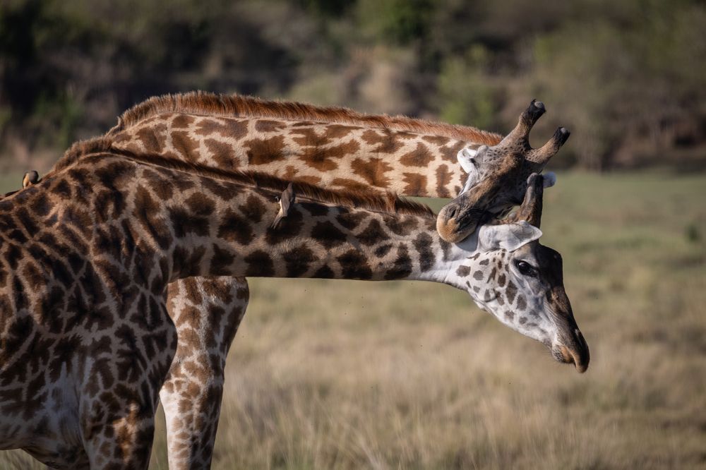 Photograph by Roman Bevzenko