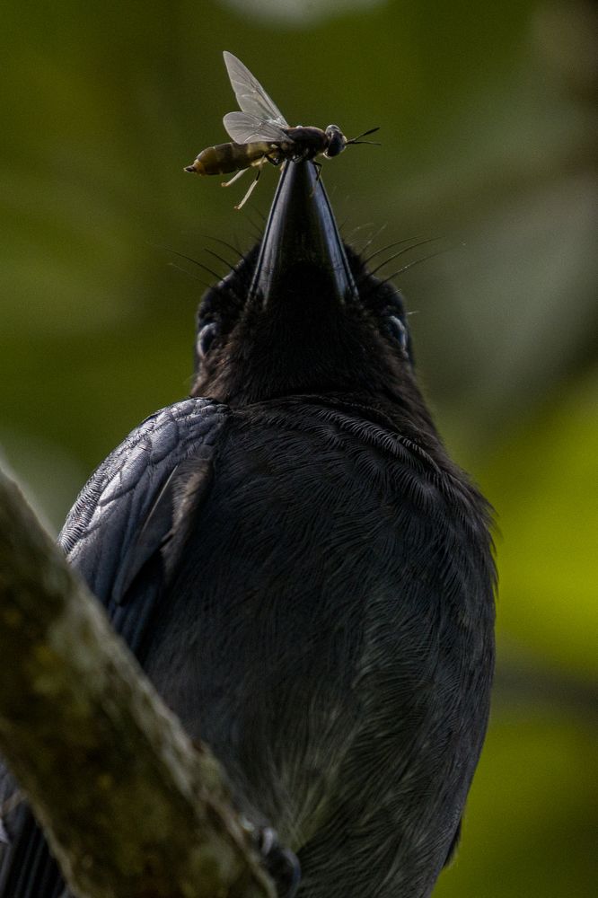 Photograph by Chamara Sulakkhana Polwatta Siriyalage