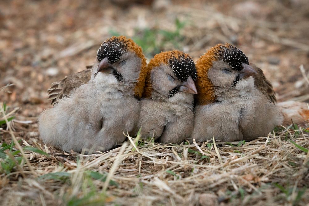 Photograph by Roman Bevzenko