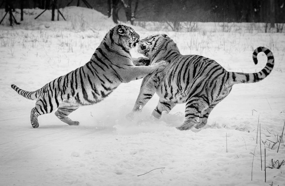 Фотография автора Maurice Leung