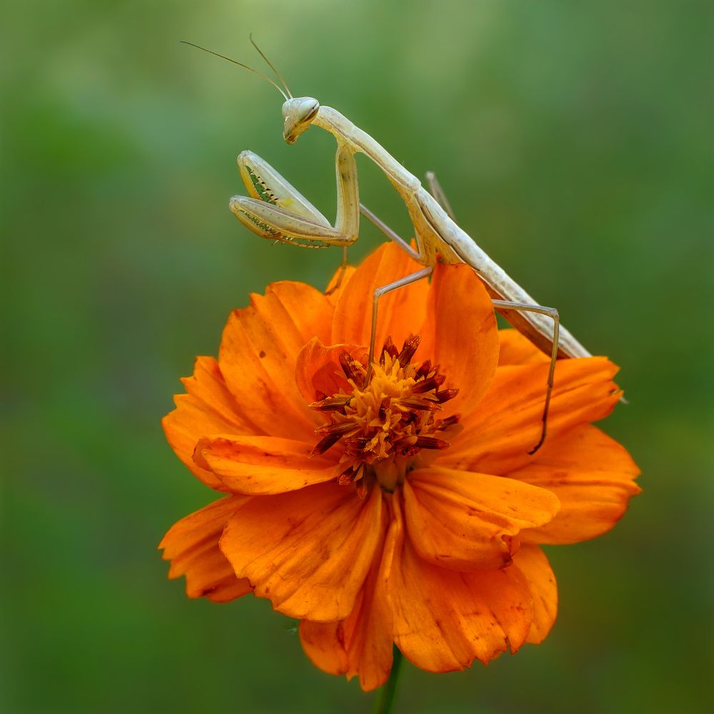 "Я невеста не плоха - выбираю жениха!"