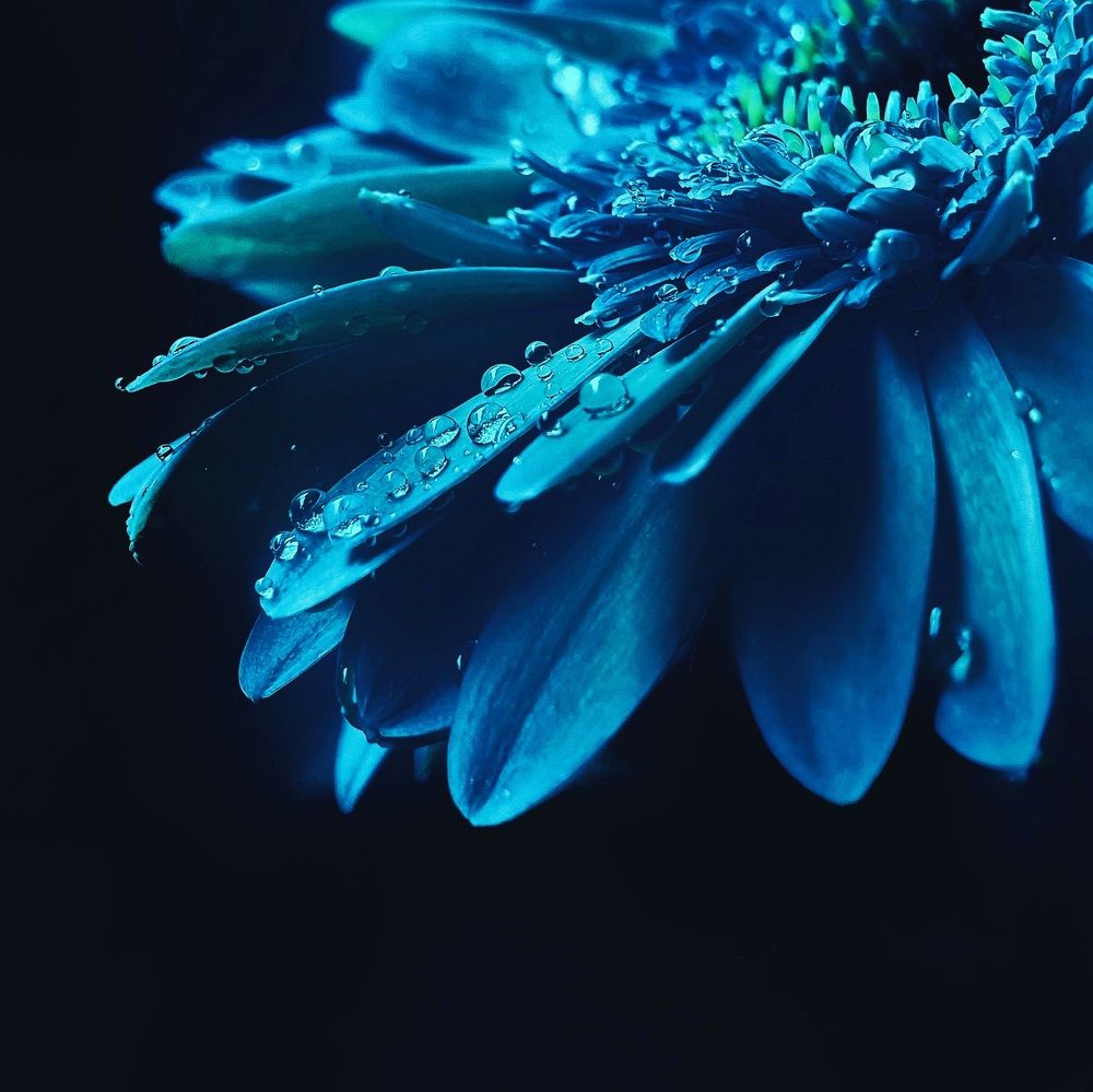 Photograph by Lien Nguyen