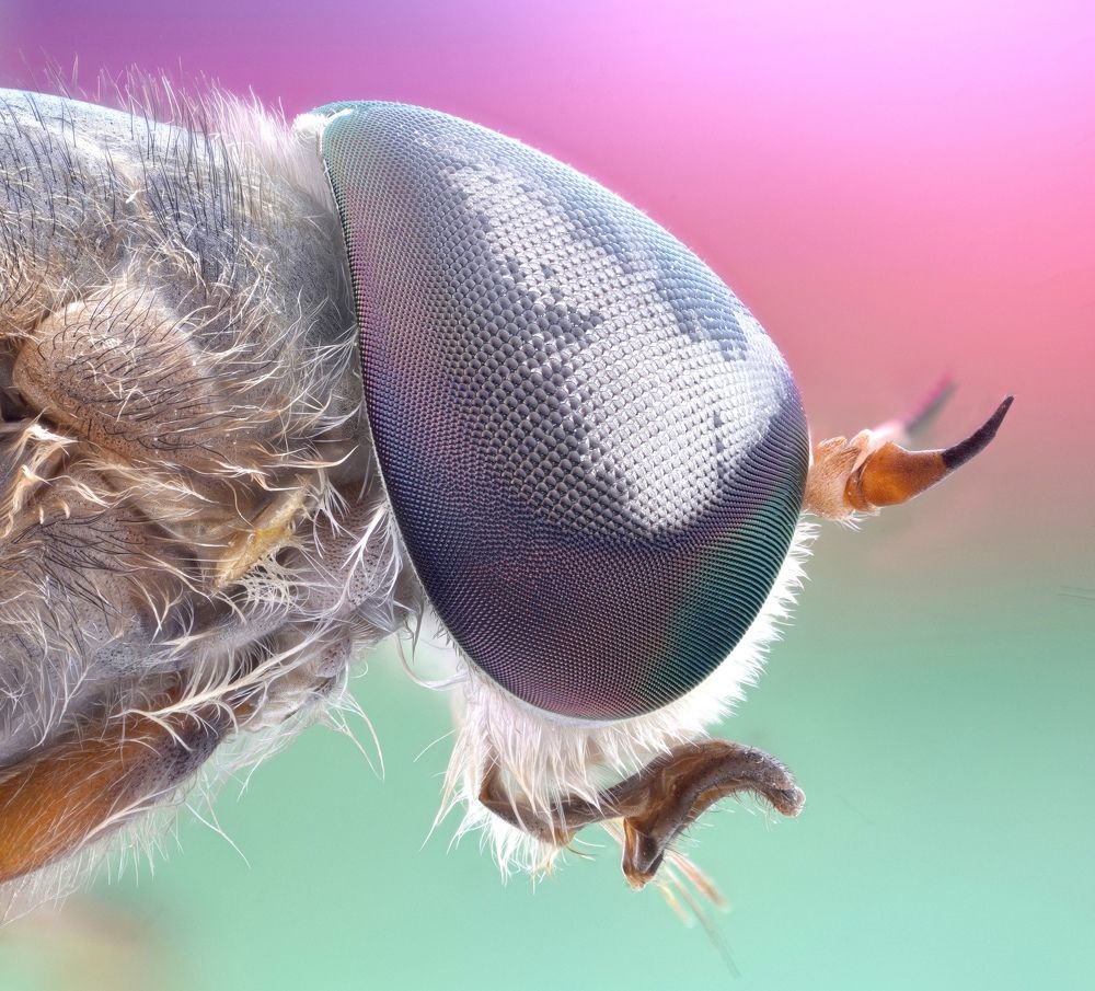 Horse Fly portraits