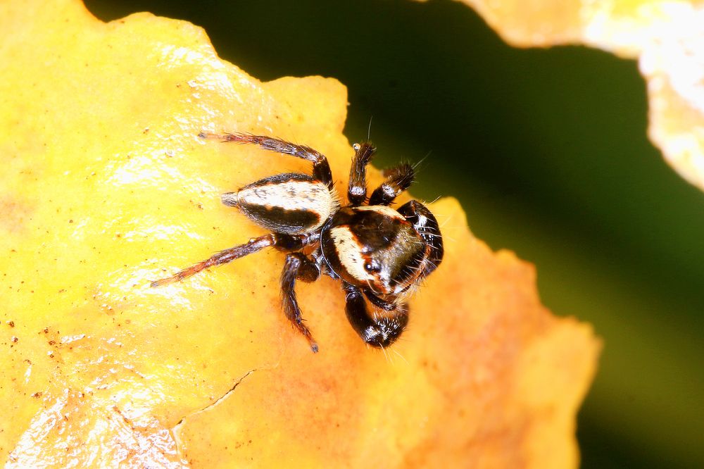 Фотография автора Suresh S S