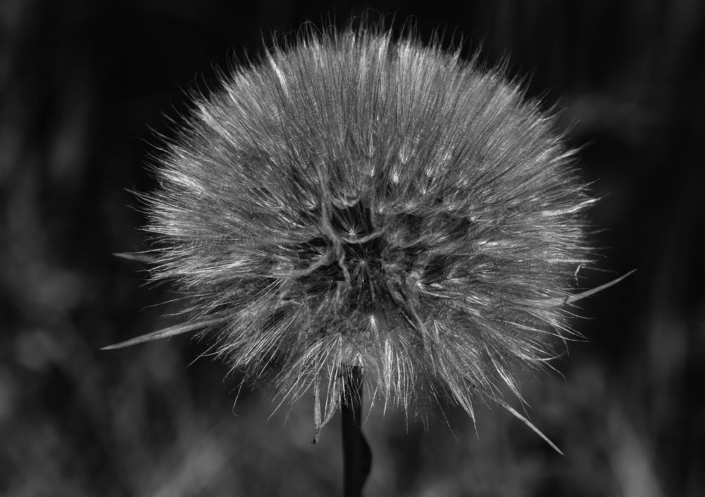 Dandelion