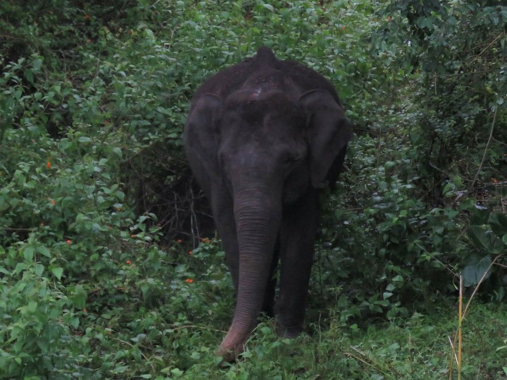 Head on female elephant