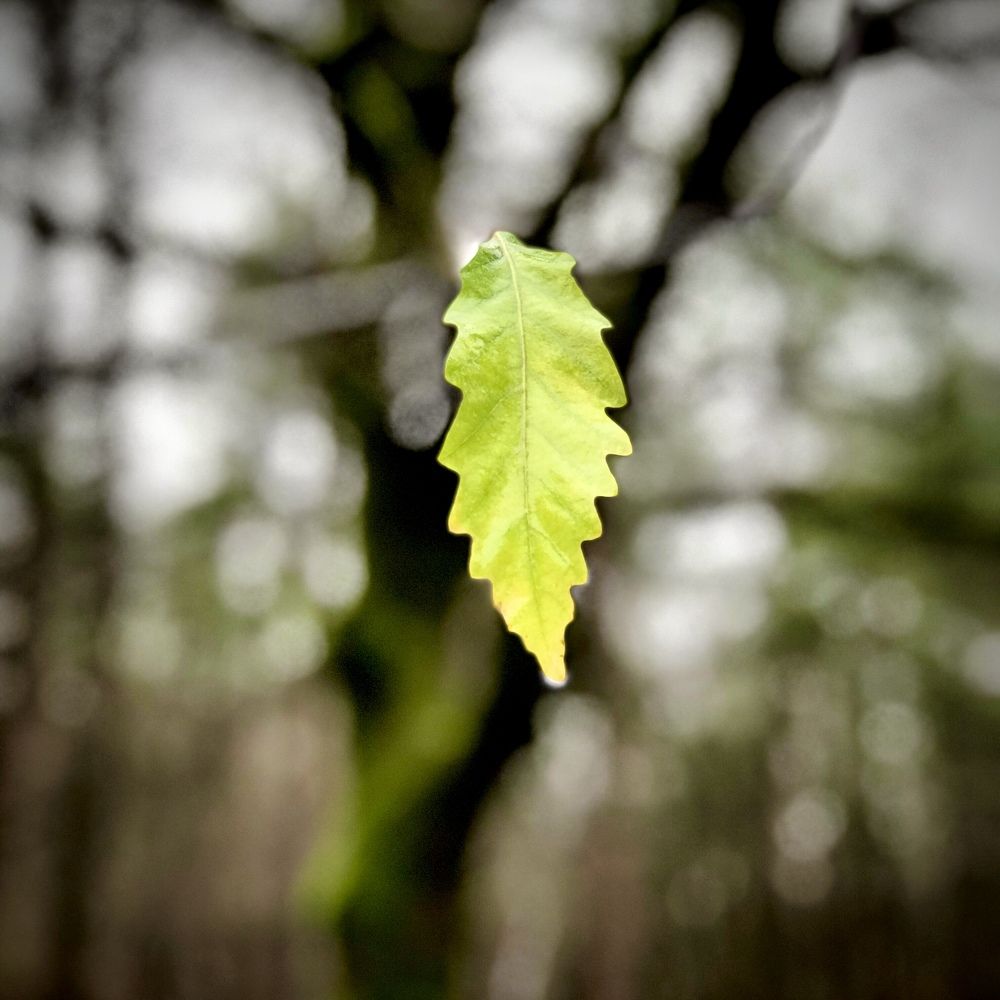 Photograph by Shahram Hodjat