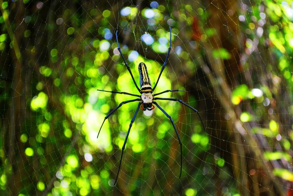 Photograph by Rajat Mohanty