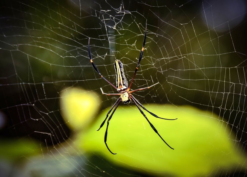 Photograph by Neelesh Jain