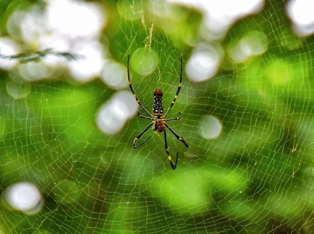 Photograph by Neelesh Jain