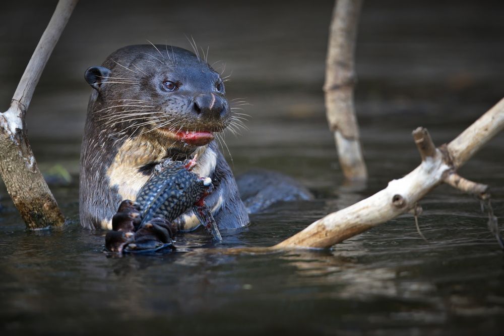Вкусный улов