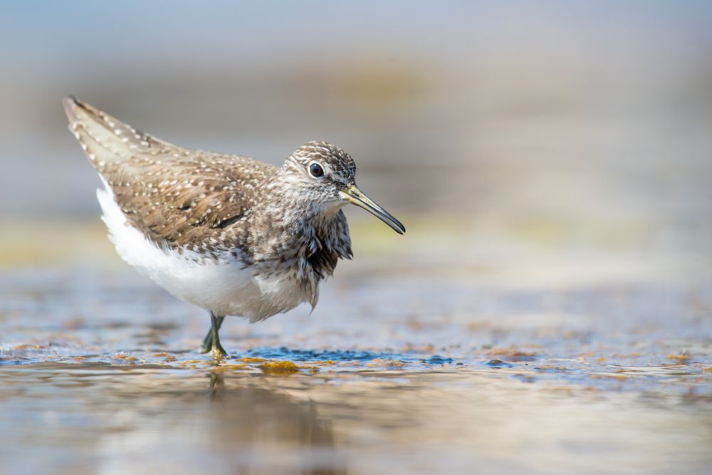 Photograph by Slavisa Tomanovic