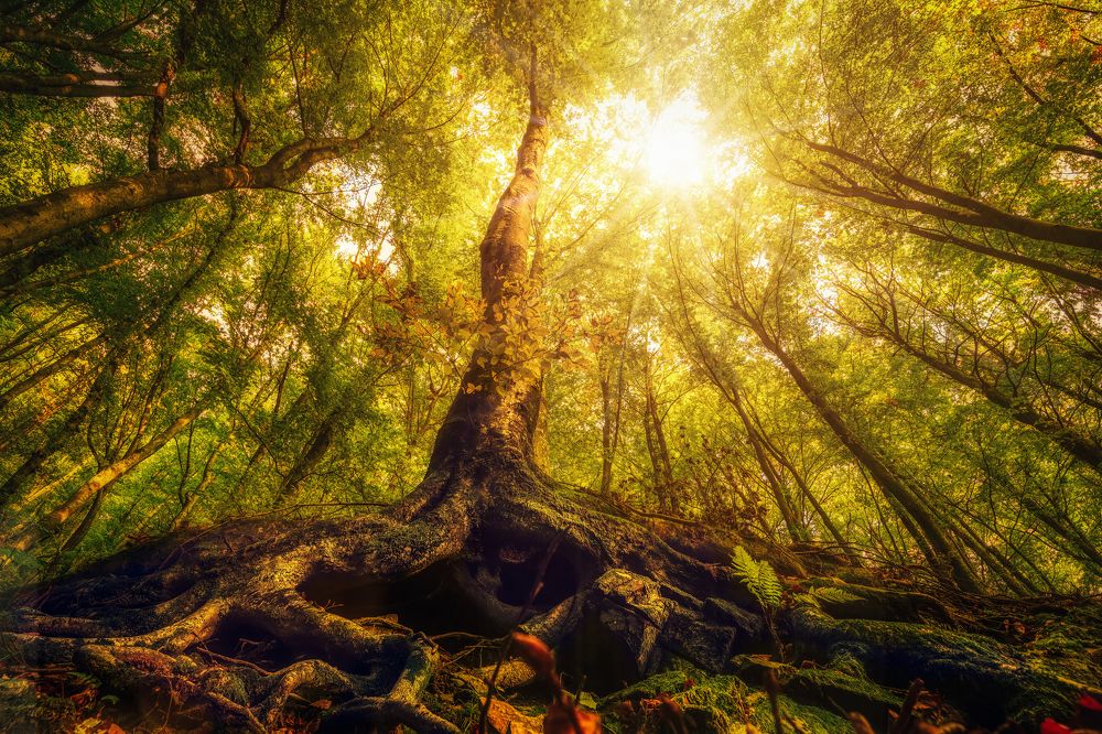 Rooted in Light