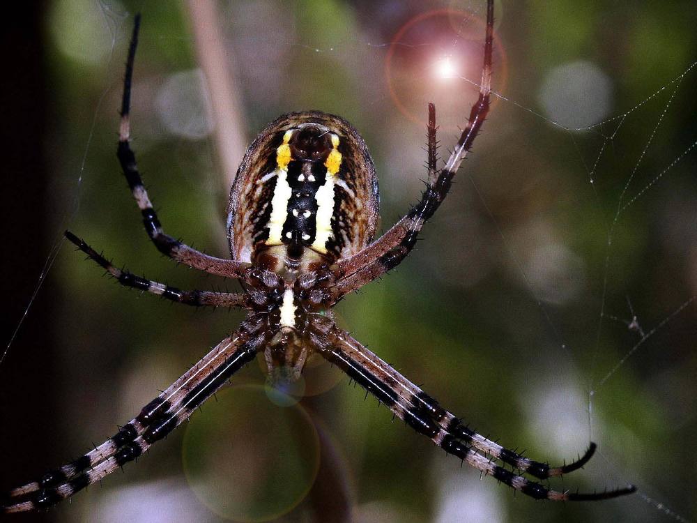 Photograph by Zoran Nikolic