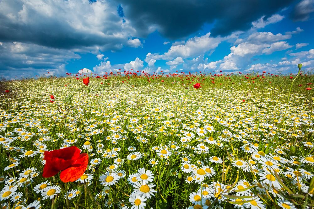 Photograph by Samir Kurtagić