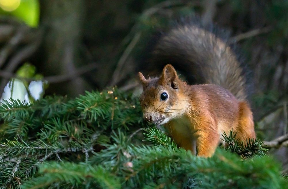 Photograph by Susanna Kari