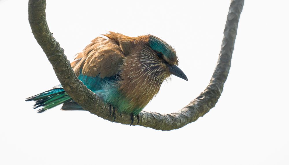 Photograph by MAYANK VERMA