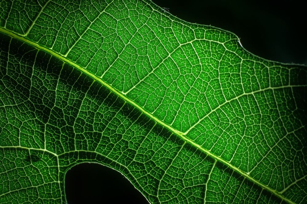 Photograph by Dino Sirica