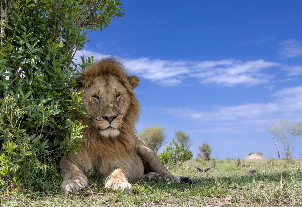 "Wide-angle perspective of Masai mara"