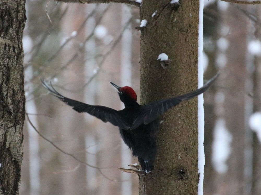 Photograph by Евгения Малафеева