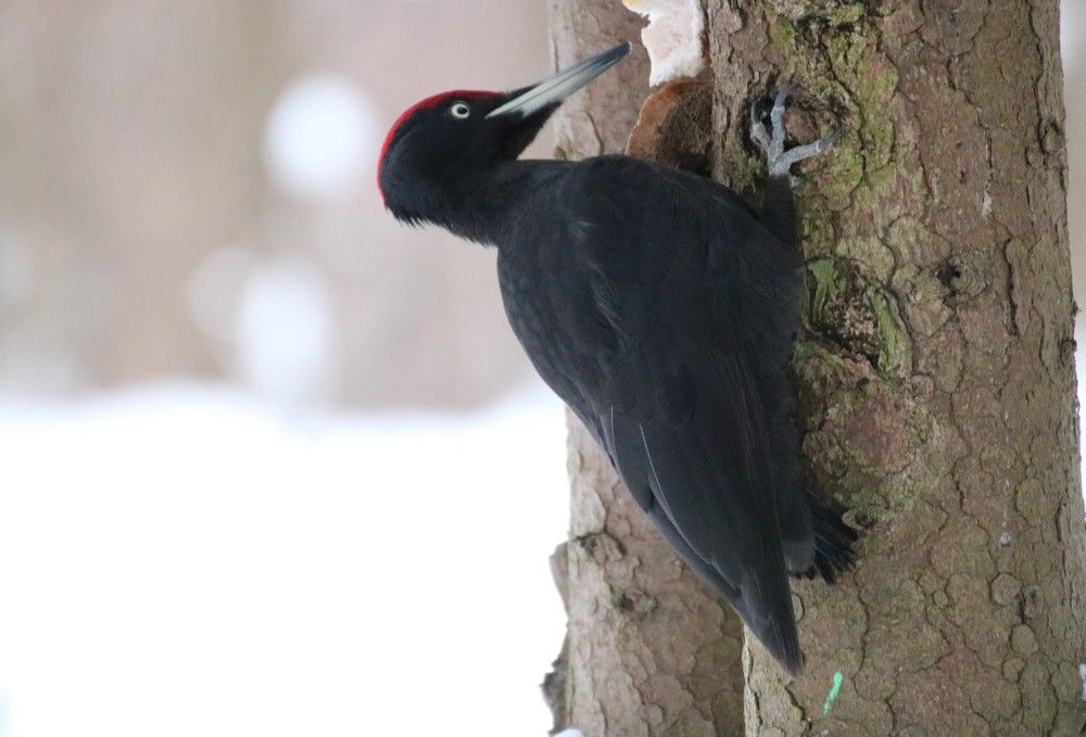 Слет у дятлов на сало