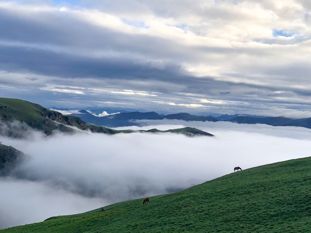 Horse grazing at majh patan area jumla, nepal