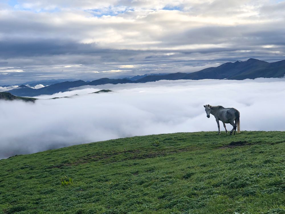 Horse grazing at majh patan area jumla ,nepal
