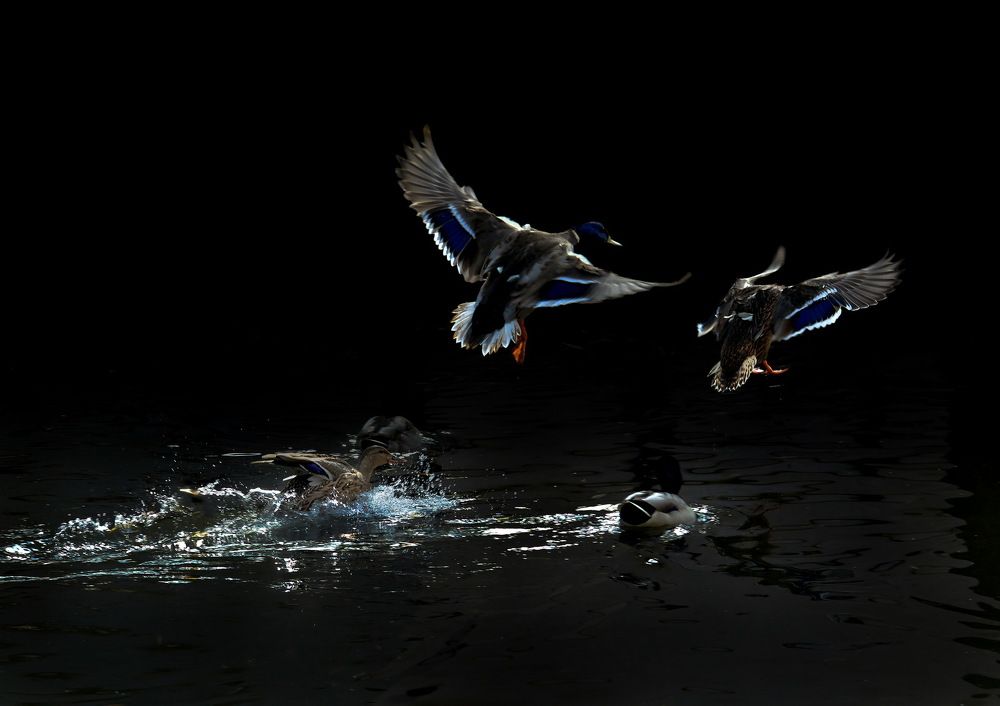 Photograph by Валерий Афанасьев