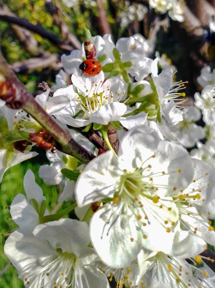 Красота в деталях