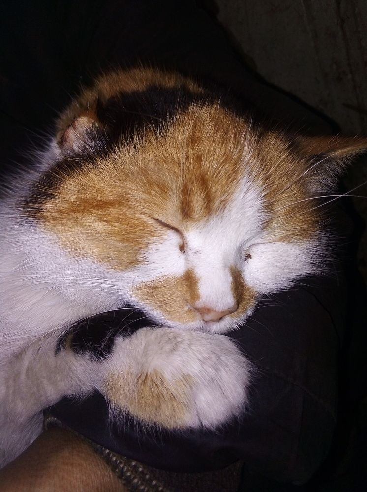 Photograph by Олена Татаровська