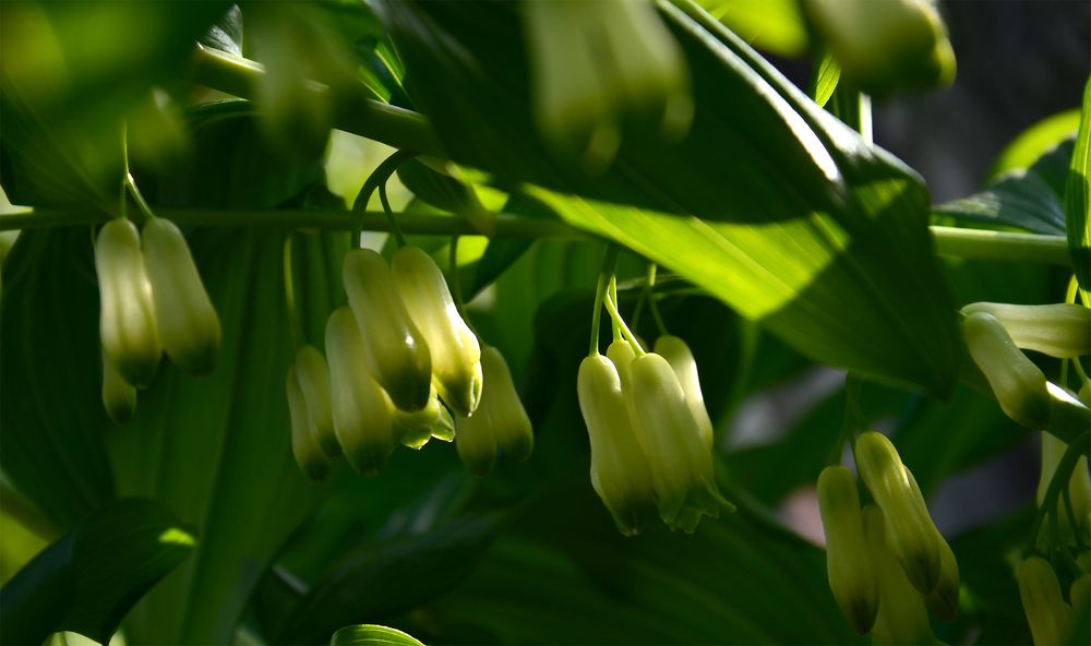 Photograph by PISKUN ALLA