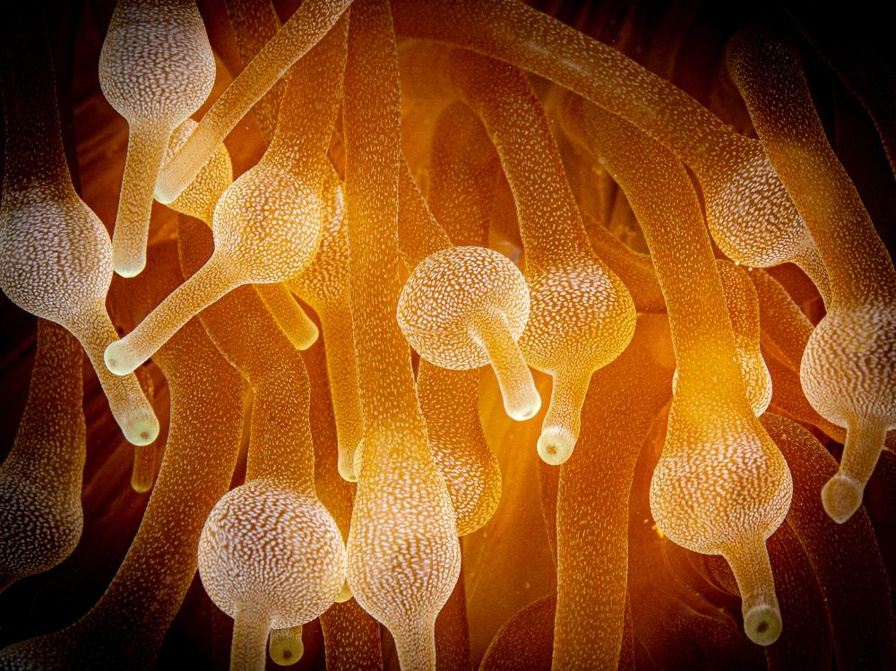 Photograph by Alexander Plakida