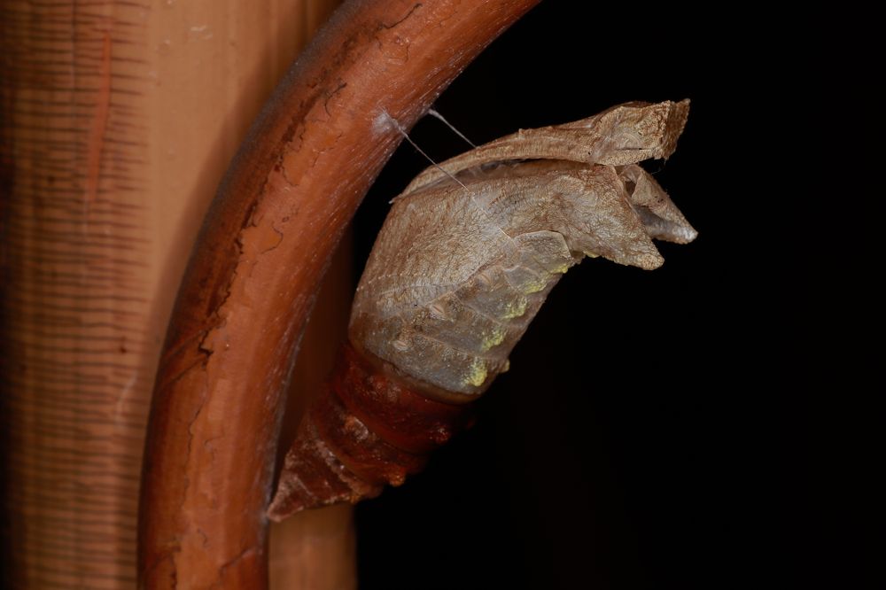 Photograph by Torres