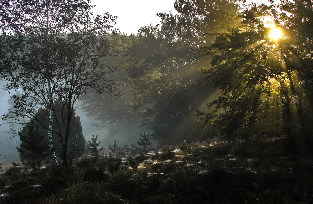 Photograph by Irina Karpov