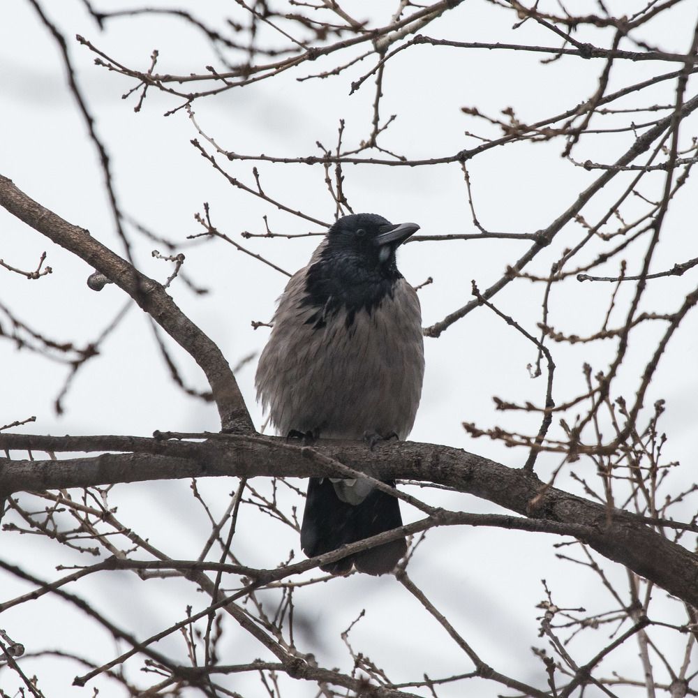 Photograph by Олег Башкуров